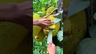 “Satisfying Ripe Jackfruit Opening | Juicy & Fresh!” #fruit #shorts#freshcut