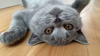 КОТЁНОК & ВЗРОСЛЫЙ британский кот/British Cat Harry