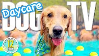 Daycare For Your Dog  Relaxing Dog Music for Separation Anxiety  Dog TV: Soothing Videos for Dogs