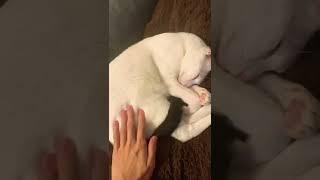 Petting my cat to sleep