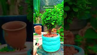 Mini BONSAI #bonsai tr #bonsaitree #trending #plant #indoorbonsai #viral