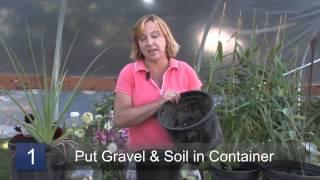 How to Grow Stevia Plants