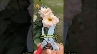 НЕ ОБРЕЗАЙТЕ РОЗЫ пока не посмотрите это видео до конца! #самсебеагроном#садоводство#сад #роза#розы