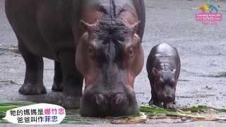 河馬媽媽雨中產仔－寶寶水陸兩棲賣萌 Newborn Hippopotamus