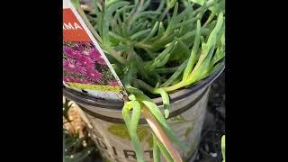 #44 Ice Plant (Delosperma) - How To Propagate 