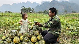 Harvest the pumpkins goes to the market sell-Taking care of the sugarcane garden /XuanTruong