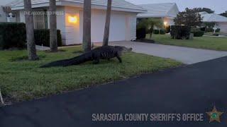 Large alligator saunters through Florida neighborhood