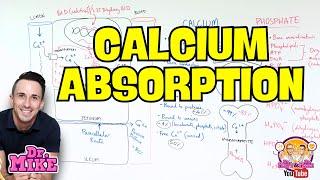 Calcium and Phosphate Homeostasis | Parathyroid & Vitamin D