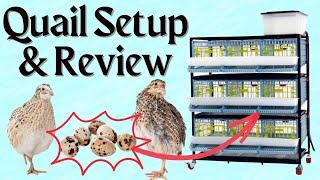 RAISING QUAIL for EGGS!!! (Hatching Time quail cage REVIEW)