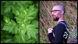 I Used Mugwort for Over 10 Years ~ Honest Review