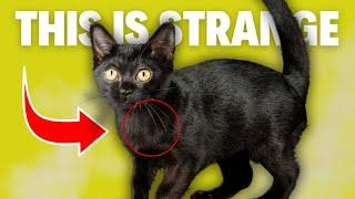 6 Odd Bombay Cat Behaviors Explained