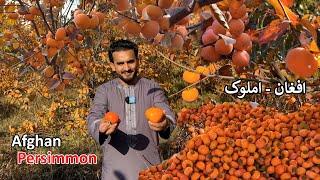 Afghan Persimmon | Shamali Kabul | افغان املوک کابل