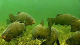 Huge tench & perch fish in crystal clear water, underwater camera.