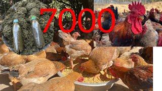 Chicken Farming - Episode 30