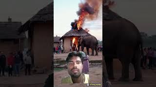 #elephant #animals #travel #fire #GK music World #africa #gk