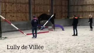 Lully de Villée 3yo stallion Ugano Sitte x Marius Claudius