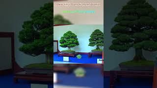 sautuoi50review Beautiful Bonsai from World p5