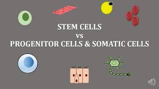 stem cells | progenitor cells | somatic cells | scitechtrends