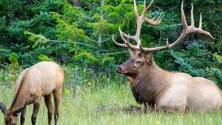 Jasper's Largest Bull Elk Seen So Far