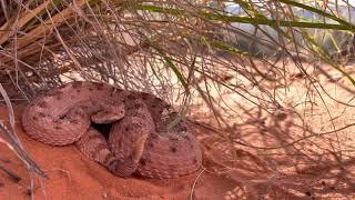 “Pink” Sidewinder Rattlesnake