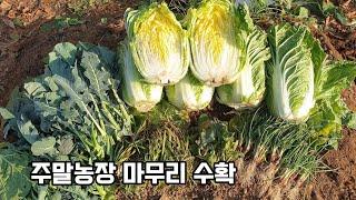 배추 브로콜리 대파 쪽파 부추 청갓 수확/ 텃밭 채소 수확하기/ 도시텃밭가꾸기/ 텃밭농사/ 주말농장