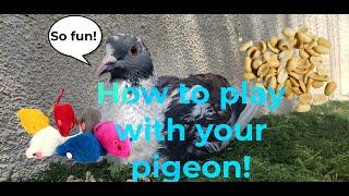 Ways to play with a pigeon!