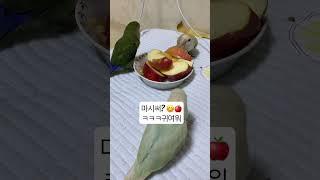 모란앵이들의 사과 먹방 