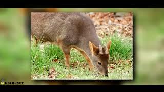 Pudu facts: the Smallest Deer