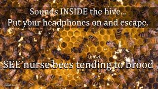 Sounds from Inside the Bee Hive, Healthy Honey Bee Sounds, ASMR, the brood frame, healthy resonance.