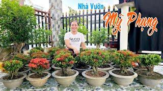 Mỹ Phụng 14/11 chào bán bonsai - Khế Gân, Nguyệt Quế, Bông Trang #0939866039