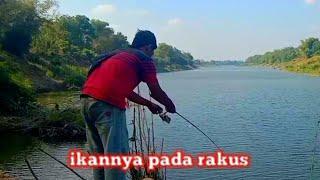 pake umpan andalan mancing tawes dapat banyak-ikhtiar mancing IM