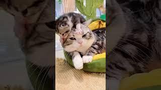 ВСЁ, Я БОЛЬШЕ НЕ МОГУ! Эти котики и собачки 2025 — слишком смешные, слишком милые, СЛИШКОМ ВСЁ!