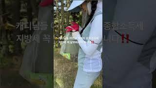 캐디 종소세 납부당번은 안 없어지나요?#캐디#종소세#세금