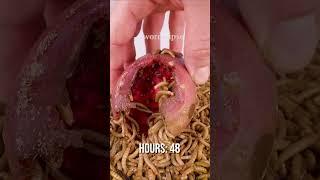 10 000 Mealworms vs. Prickly pear