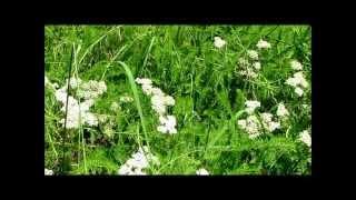 Yarrow (Achillea millefolium L)
