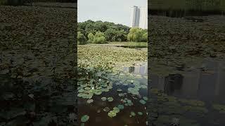 2025년 6월 15일 일요일의 휴식, 모든것을 생각 않고 멍하고 있으니 너무 좋네요. #drone #여름 #nature