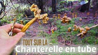 Tout savoir sur la jolie chanterelle en tube !