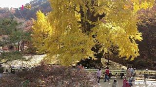 양평 용문사 은행나무 (Ginkgo tree at Yongmunsa Temple)