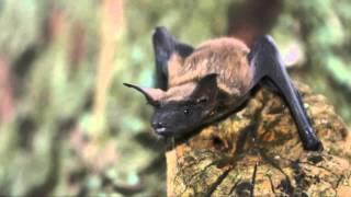 Fun Facts About Bats