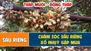 APN - CHĂM SÓC HOA SẦU RIÊNG MÙA NGHỊCH XỔ NHỤY GẶP MƯA - THÁP MƯỜI, ĐỒNG THÁP
