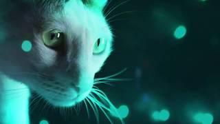 Official Meow Mix Song - Cats at a Rave!