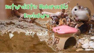 Setting up a naturalistic roborovski hamster enclosure