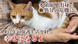 【幸せのお届け】療養生活が長かった猫さんの卒業