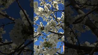  Весна. Чудесное Преображение Природы 14 | Incredibile Trasformazione Primaverile della Natura