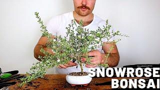 Snow Rose Bonsai | Serissa Bonsai - Bonsai for Beginners