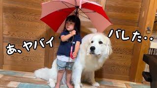 【やばい…】相合傘をして2人でイチャイチャしているところを目撃された超大型犬と２歳児の反応が可愛すぎましたw｜グレートピレニーズ&オールドイングリッシュシープドッグ&トイプードル