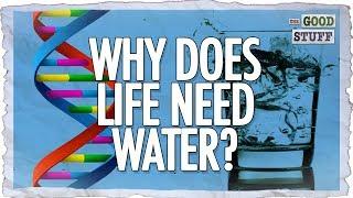 The Amazing Properties of Water! (That Make Life Possible)