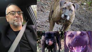 Author Fat Bill speaks on Colors of Dogs