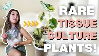 Growing myRARE Plant for CHEAP from TISSUE CULTURE | Houseplant Care + Tips | Variegated Alocasia