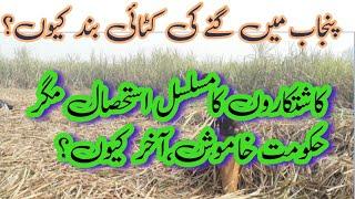 Sugarcane Farming in Punjab | Farmers in Trouble | Sugarcane Production |  Farmers Protest